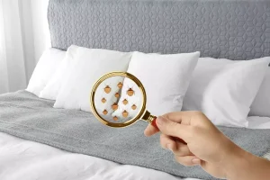 Does Renters Insurance Cover Bed Bugs?