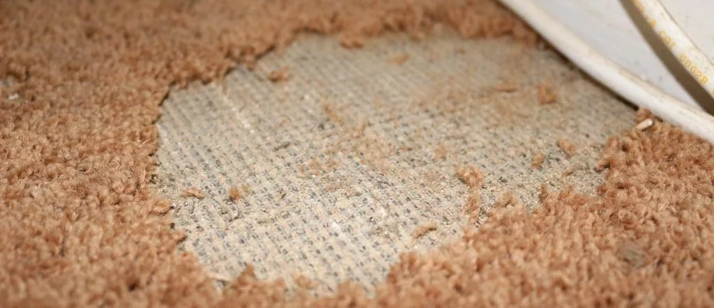 Does Renters Insurance Cover Carpet Damage?